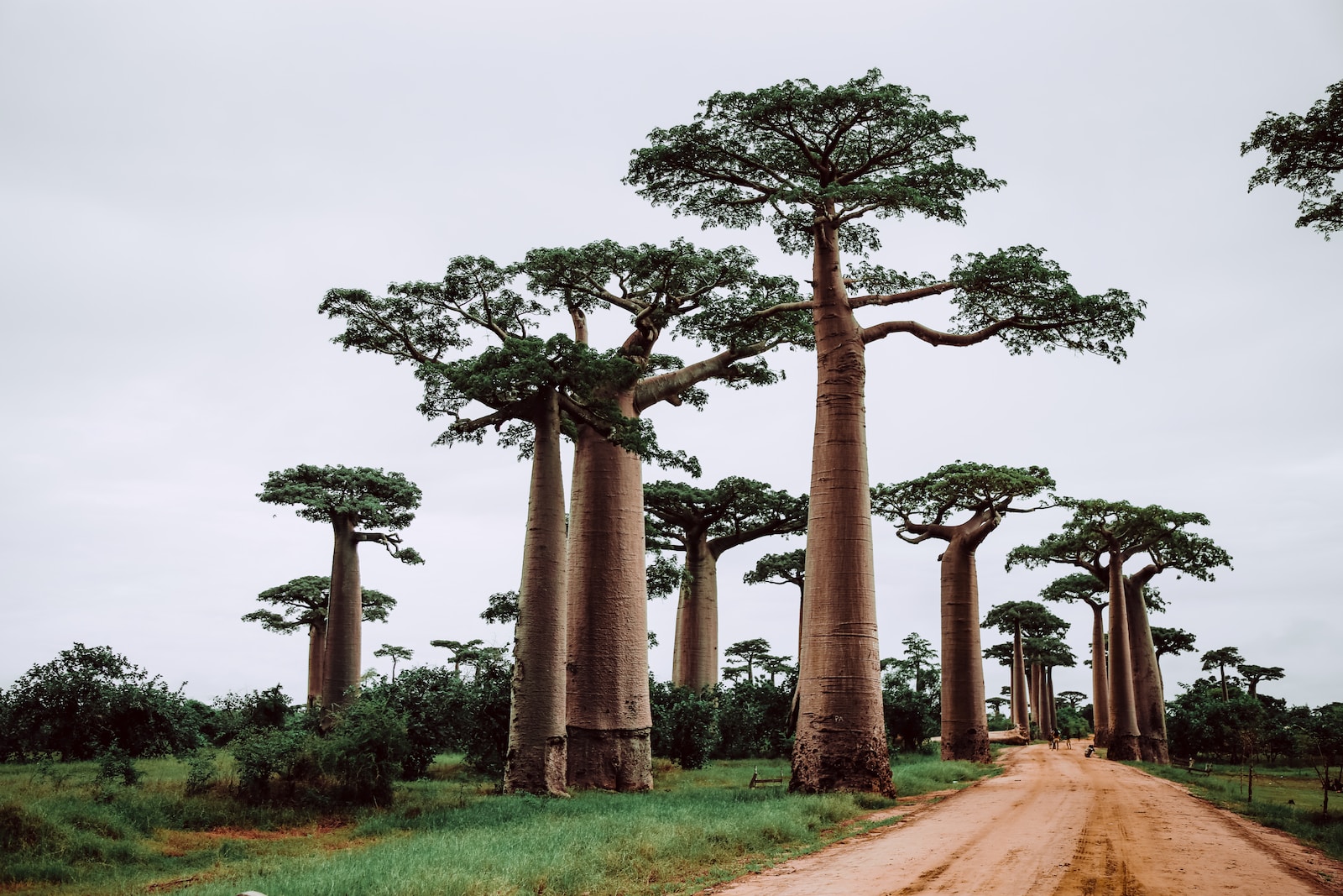 Baobabs near pathway during daytime